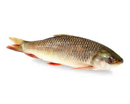 Shop Rui Fresh Local Cultured (2-2.99 kg) at Shwapno.com | Shwapno ...
