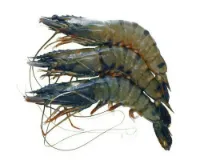 Shop Golda Fresh Local Cultured (30-40 Pcs/kg) at Shwapno.com | Shwapno