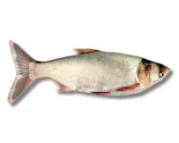 Shop Silver Carp Fresh Local Cultured (Medium) at Shwapno.com | ঢাকা ...