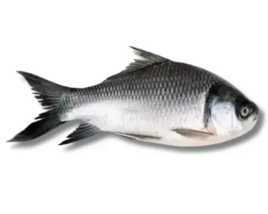 Shop Katla Fresh Local Cultured (2-2.999 kg) at Shwapno.com | Shwapno ...